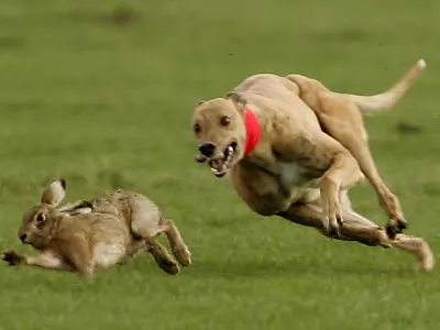 foto de um cão perseguindo violentamente uma lebre