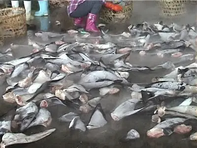 foto de pedaços de tubarões mutilados jogados pela água (Imagem: Reprodução/Sharkdivers)