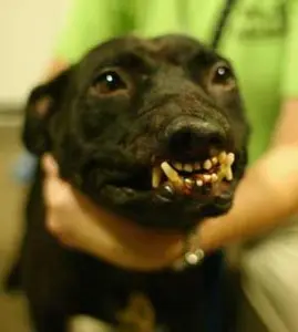 foto de um cão resgatado das rinhas