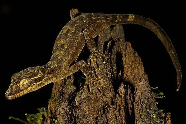 O lagarto de olhos amarelos, outra espécie encontrada nas montanhas. Tim Laman/Reuters