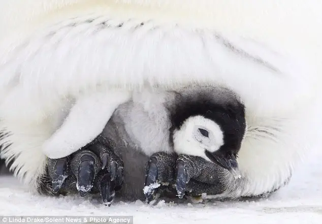 foto da mamae pinguim e seus filhotes