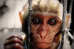 foto de um primata confinado para ser usado em pesquisas