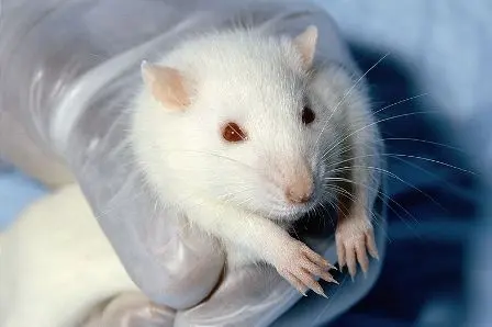 foto de um ratinho albino