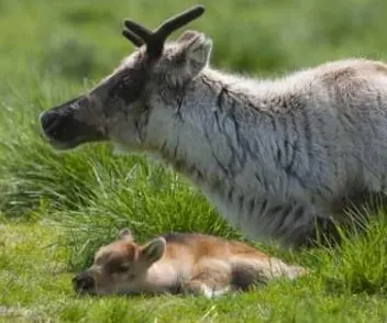foto da rena com seu filhote