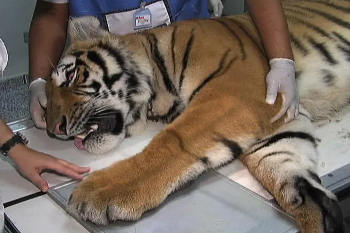 foto do tigre recebendo atendimento veterinário