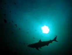 foto de um tubarão em seu habitat
