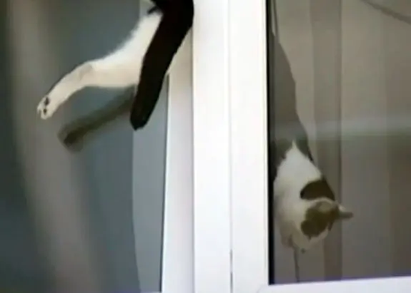 Gato fica preso ao tentar entrar em casa (Foto: Reprodução/O Dia Online)