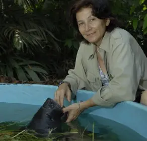 Vera da Silva acaricia um Peixe-boi em um dos tanques do Inpa, em Manaus