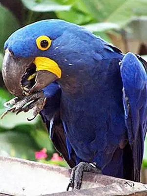 A arara azul está entre as espécies mais visadas pelo tráfico de animais silvestres