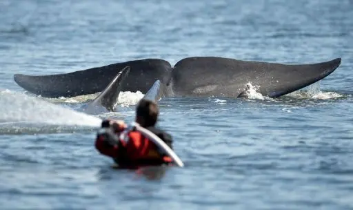 Socorrista esguicha água sobre a baleia