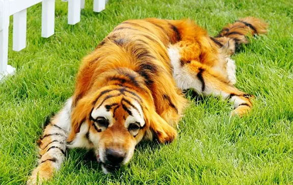 foto do cao pintado de tigre