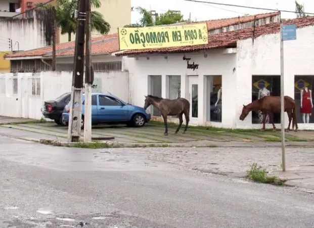 imagem dos cavalos expostos aos perigos urbanos