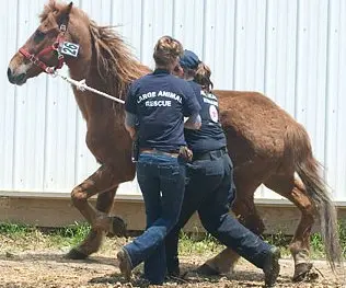 foto de um dos cavalos que foram recuperados