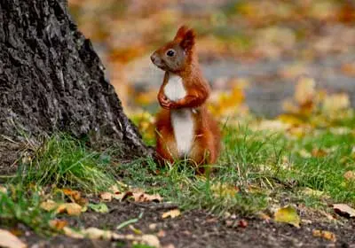 esquilo vermelho em seu habitat