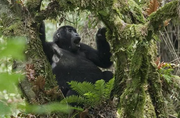 Um gorila juvenil (Gorilla gorilla beringei), encaixado entre dois galhos, retira cuidadosamente tufos de musgo da casca da árvore e os mete na boca. Floresta Impenetrável Bwindi. Haroldo Castro / ÉPOCA