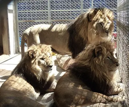 foto dos leoes resgatados