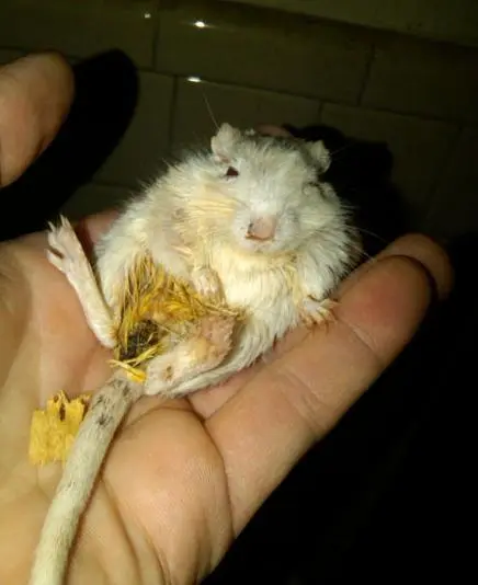 imagem de um hamster com feridas expostas (foto: reprodução/peta)