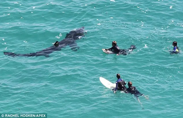 imagem dos surfistas bem próximos de um tubarão