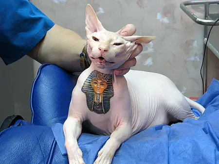 foto de um gato tatuado, numa mesa cirúrgica