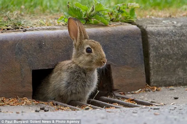 imagem do coelho surgindo do túnel 