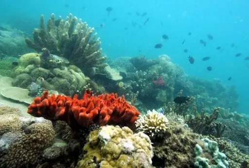 Fundo do mar nas FIlipinas: declínio da população de fitoplâncton ameaça vida marinha