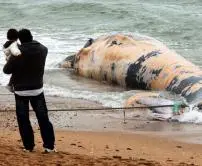 Baleia-anã aparecemortaem praia de Portugal. Foto: Reprodução TVi 24