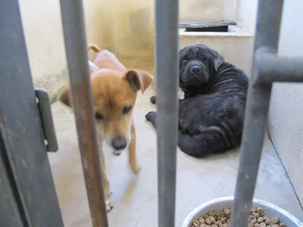Dois cães, um vira-lata e um sharpei, devem ser sacrificados (Foto: Glauco Araújo/G1)