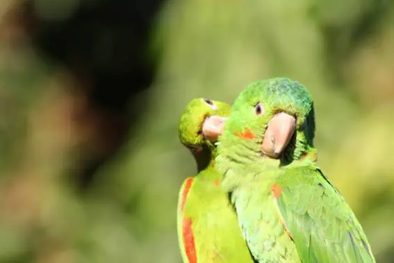 Um papagaio verde coçando o pescoço de outro