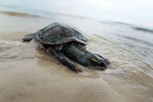 Tartaruga morta pelo óleo em praia do Mississippi: operação tenta salvar 70 mil ovos na costa americana