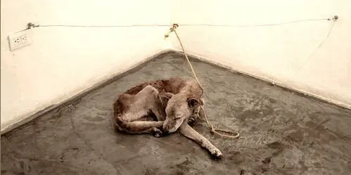 Este cão foi morto em nome da arte por Guillermo Vargas Habacuc