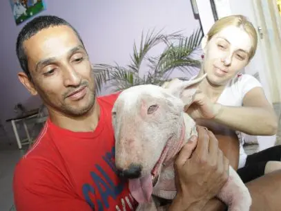 Vida com Carlos e Leandra, o casal que cuida da cachorra resgatada (Foto: Cristina Camargo/Agência Bom Dia)