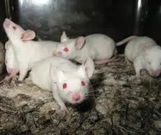 foto de ratos usados como cobaias confinados em gaiolas de laboratório