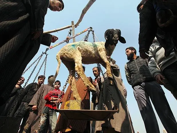 A prática de sacrificar animais para o festival muçulmano Bakrid está sendo questionada por autoridades indianas e defensores do bem-estar animal.
