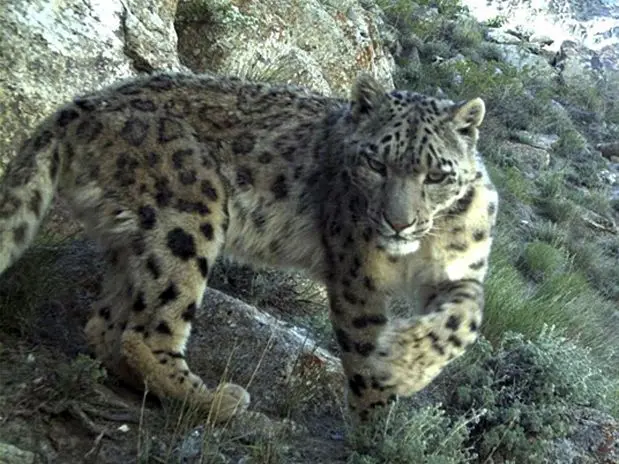 Leopardo das neves é registrado por armadilha fotográfica no Afeganistão. (Foto: Wildlife Conservation Society/AP)
