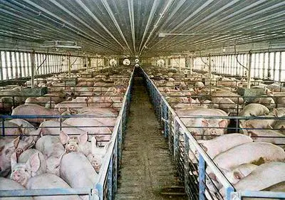 Porcos aprisionados em fazenda industrial. No final das contas, continuariam sendo escravos de pecuaristas e mortos precocemente numa fazenda bem-estarista. Foto: Farm Sanctuary