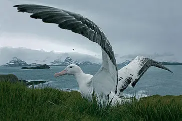 Pesquisas afirmam que aves marinhas correm mais risco de morrer devido à ingestão de plástico na Nova Zelândia do que em qualquer outro lugar do mundo.