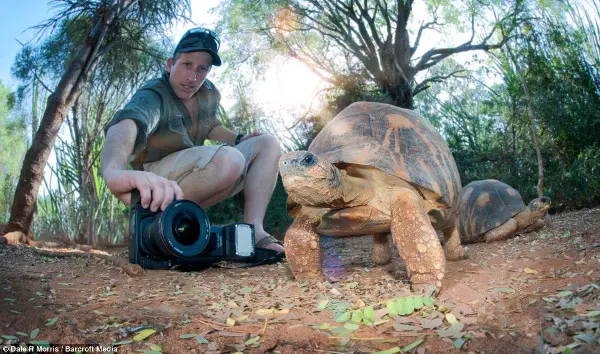 Dale Morris fotografa um jabuti. (Foto: Daily Mail)