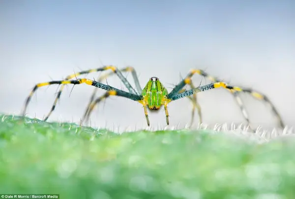 Esta aranha verde-e-amarela é uma das centenas de criaturas incomuns que vivem na ilha. (Foto: Dale Morris)