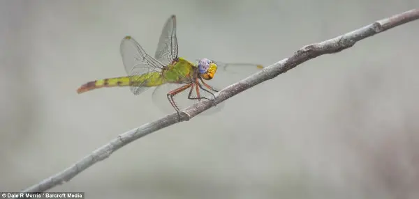 Morris conseguiu tirar uma foto desta libélula multicolorida antes do voo. (Foto: Dale Morris)