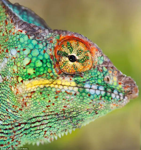 O fotógrafo capturou um camaleão colorido num close-up. (Foto: Dale Morris)