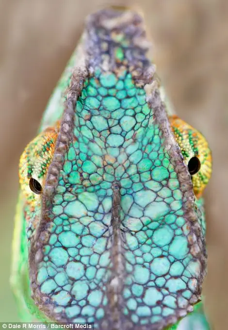 A ilha está cheia de espécies coloridas, como este camaleão. (Foto: Dale Morris)