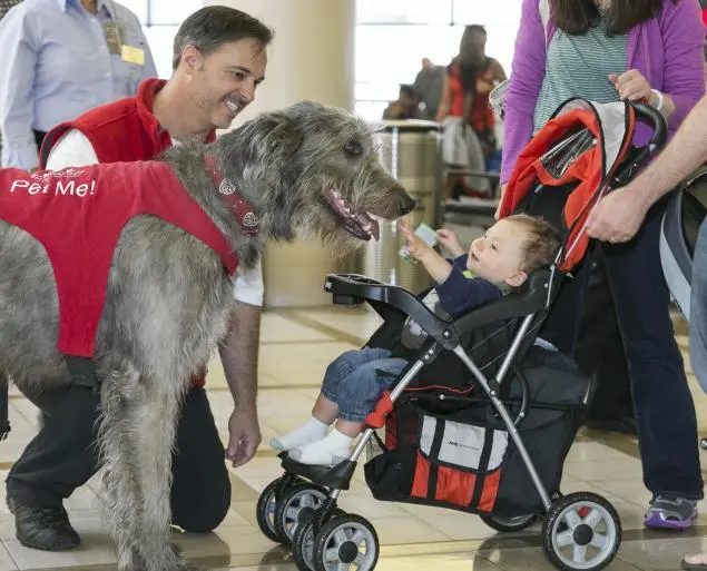 Um dos cães terapeutas do aeroporto de Los Angeles "cumprimenta" Jacob, um bebé de 13 meses que se preparava para viajar (Foto: Divulgação)