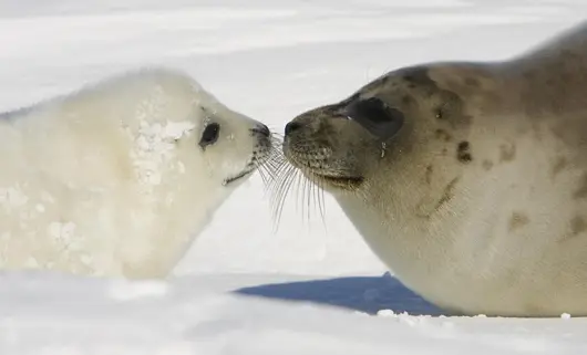 Filhote de foca e sua mãe, juntos em uma geleira da costa de Quebec, poucas semanas antes da caça anual - leia-se, massacre - de focas na região. (Foto: David Boily/AFP/Getty Images) 