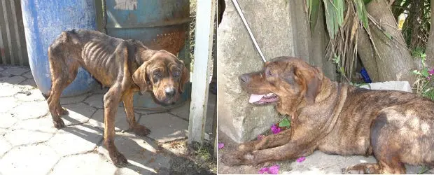 Foto mostra uma das cadelas quando recolhida e depois de tratada pelo casal (Foto: Arquivo pessoal )