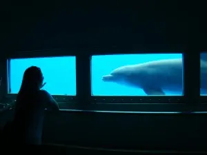 Golfinho confinado em aquário em Miami (EUA). (Foto: Divulgação)