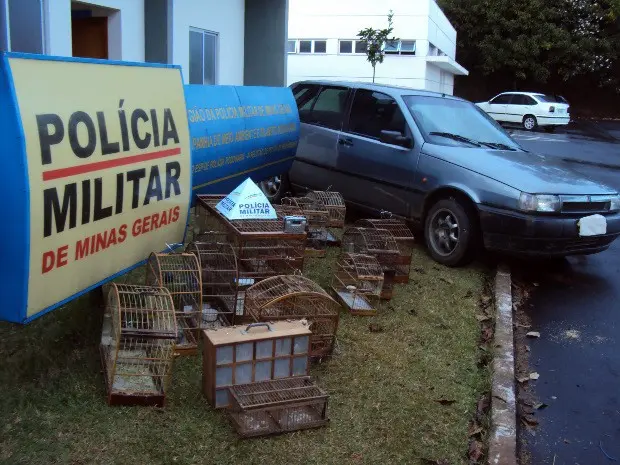 Polícia apreende 14 pássaros silvestres em Varginha e Elói Mendes (Foto: Polícia Militar do Meio Ambiente)