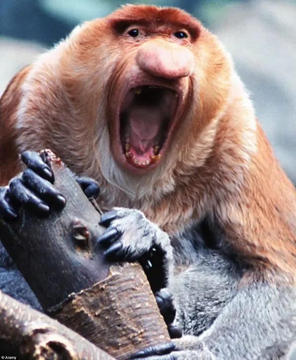 O Macaco Narigudo é uma das espécies em perigo de extinção 'principalmente devido à sua aparência', de acordo com a Sociedade de Proteção aos Animais Feios. (Foto: Daily Mail)