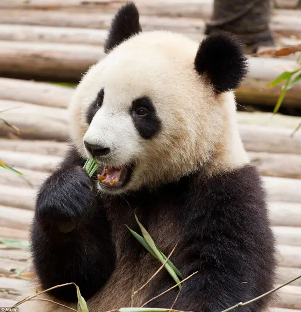 O Panda Gigante atrai uma parte maior que a necessária da atenção dispensada à preservação de espécies animais por ser 'um animal fofo'. (Foto: Daily Mail)