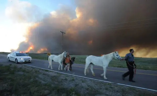 Animais são evacuados de área de incêndio em Black Forest. (Foto: Jerilee Bennett/The Gazette)
