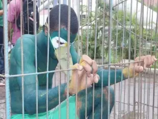 Jovem caracterizado como pássaro preso numa gaiola - Foto: AGN